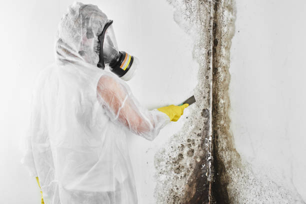 Best Mold Remediation Services  in Independence, OH