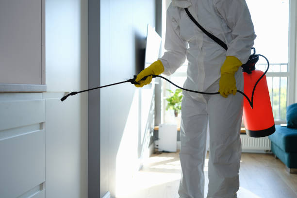 Mold Removal Process in Independence, OH