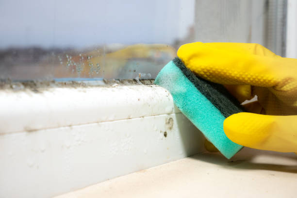 Best Toxic Mold Removal  in Independence, OH